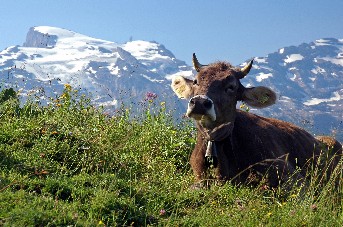 unterwegs auf dem Walenpfad - Hintergrund: Titlis